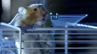 Hamster's great escape | Pets - Wild at Heart: Episode 2 preview | BBC One