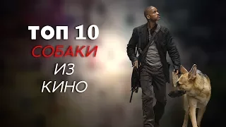 ТОП-10 | СОБАКИ ИЗ КИНО