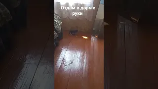 Отдам в добрые руки