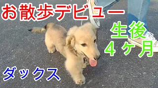 お散歩デビューでワンちゃんに遭遇したよ ミニチュアダックスフンド 生後４カ月【ちゃんねるナッツ】vol.029