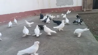 Sherali akani xonodonidan Kabutarlar Андижанские голуби