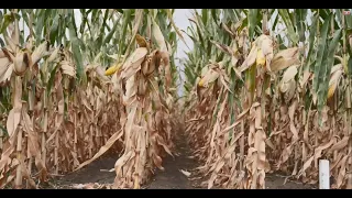 Варіанти систем захисту кукурудзи