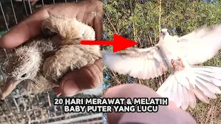 Puter rasa kutilang, bisa skill, bisa pomah, manja kayak kucing 😁😁