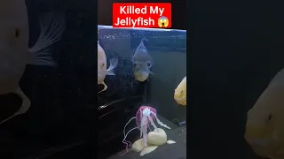 Monster Fish Killed My Jelly fish 😭|Nikhil Patle Oscar RTC Parrot #vlogs #viral #fish #monsterfish