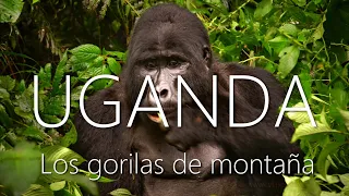 Los últimos gorilas de montaña del Bosque Impenetrable de Bwindi