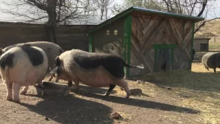 Rescue Pigs at Hog Haven Farm