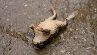 Traquons la vérité : la crise de la disparition des amphibiens...