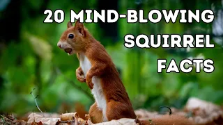 20 Mind-Blowing Squirrel Facts to understand them better!