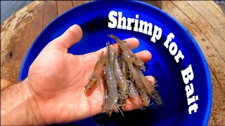 Catching Shrimp With A Cast Net - How To Catch Live Shrimp For Bait Easy: Best Netting Shrimp | SFSC