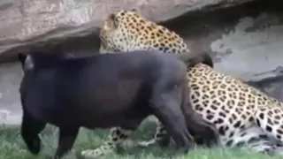 MATING leopard and black panther