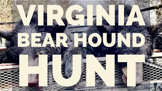 Virginia Bear Hound Hunt