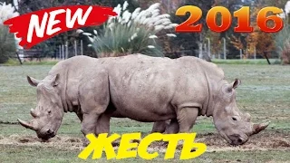 ПОДБОРКА ПРИКОЛОВ ИЮЛЬ 2016, SELECTION OF JOKES 2016, BEST COLLECTION 2016