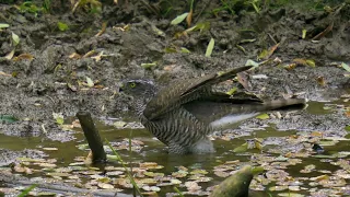 Eurasian sparrowhawk drinking from a puddle