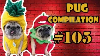 NEW Funny Dogs but only Pug Videos | Pug Compilation 105 - InstaPugs