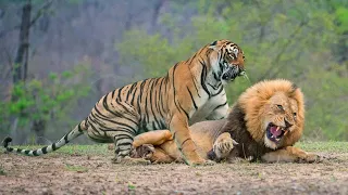 Big Battle Lion vs Tiger - The Lion Survive The Tiger Attack?