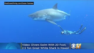 Incredible Video: Divers Swim With Massive 20 Foot Great White Shark In ‘Magical Encounter’