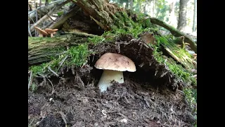 grzyby 2021 piękne borowiki z ostatniego wysypu mushrooms грибы fungi Beskid Niski