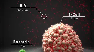 Cell Scale Comparison | Single Cell Animation