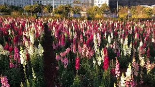 Hyacinth field in Kunming.