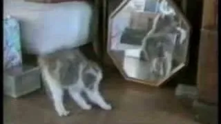 America's Funniest Home Videos - Funny Cats(1)