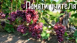 Памяти Учителя - одна из лучших форм на винограднике