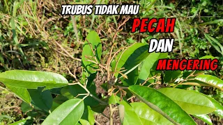 Cara Merawat Durian Supaya Subur dan Cepat Tumbuh Besar!! Simak Videonya Sampai Habis!!!