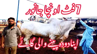 Bhains colony | bhains colony mandi | bhains colony Bakra mandi |mandi latest update| mandi Karachi