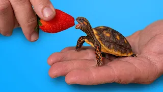 World’s Most Popular Pet Tortoise?