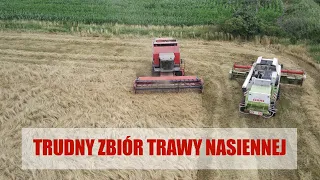 Zbiór trawy nasiennej na wielką skalę w Poznańskiej Hodowli Roślin