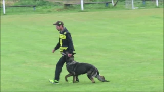 2017 Czech Nationals Vaclav Ouska with Qvido Vepeden obedience