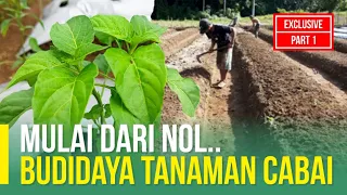 CARA MENANAM DAN PERAWATAN TANAMAN CABAI UNTUK PEMULA | PART 1