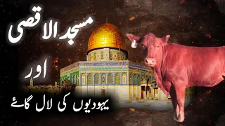 yahudiyon ki Lal gay|First Time in 2000 Years Israel Found Red Heifer | End Time Prophecy|awan voice