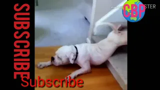 Try Not To Laugh Watching Funny Animal Fails Compilation November 2020 #1 - Co Vines✔