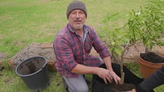 Re-potting citrus trees and inspecting their root system