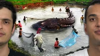 8 MAIORES PEIXES DE ÁGUA DOCE !!