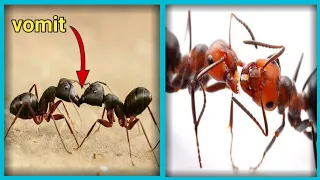 ants कुछ इस प्रकार अपना social network बनाती है 🤮|| ants social network || science news in hindi