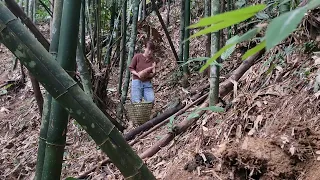 Build a life alone-go to the forest to find bamboo shoots-do housework