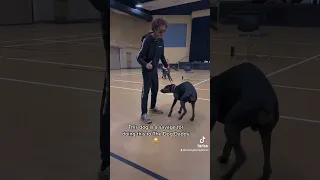 This Dog REALLY Likes The Dog Daddy
