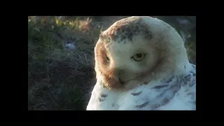 THE EAGLE OWL : THE LORD OF THE NIGHT