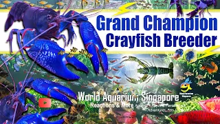 Grand Champion Crayfish Breeder Royal Cray Specialist - Complete Crayfish Care Guide - Best Crayfish