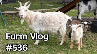 Kid Goats and our West Highland Terrier Gets a Trim - Farm Vlog 536