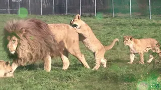 LION CUBS PLAYING WITH DAD...FUNNY MOMENTS