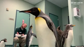 A Penguin Play Date at the Saint Louis Zoo