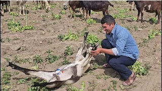 EN EL CAMPO CON LAS CABRAS Y LAS OVEJAS 🐑 🐐🌍🌏🌎🇮🇱🔥