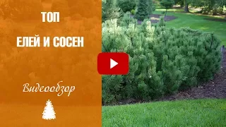 Ели и сосны 🌲 Топ самых лучших сортов ➡ Уход и выращивание