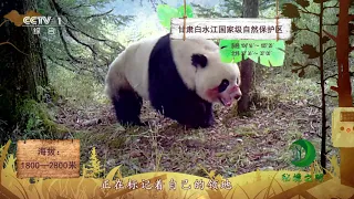 《秘境之眼》 野生大熊猫 20190101| CCTV