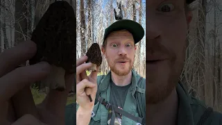 Tips for finding burn morels in California (Morchella)