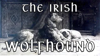 These Dogs Are Older Than History | The Irish Wolfhound