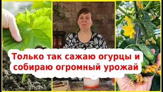 Выращивание огурцов. Уход за огурцами после посадки