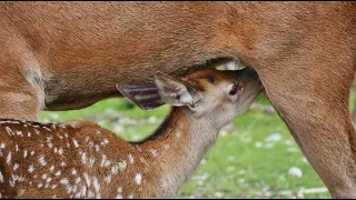 Дунай Европейская Амазонка.  Документальный фильм дикая природа NAT GEO WILD BBC